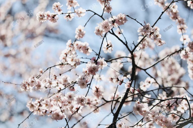 植物花卉：新冠疫情防控期间，中山公园里盛开的樱花
